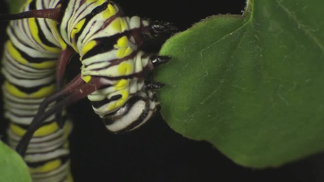 Queen butterfly caterpillar feeding on leaves 1336 1