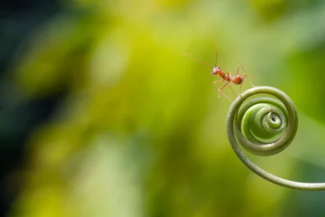 Papier Peint photo autocollant Helix Bridge Ant action standing.Ant walk on spiral hand plant,concept for natural background