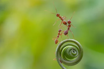 Lichtdoorlatende gordijnen Helix Bridge Ant action standing.Ant walk on spiral hand plant,concept for natural background