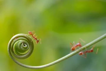 Photo sur Plexiglas Helix Bridge Ant action standing.Ant walk on spiral hand plant,concept for natural background