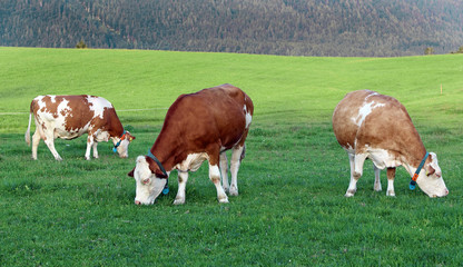 Eine Kuhherde mit GPS-Sendern. Milchkühe mit GPS Halsbändern