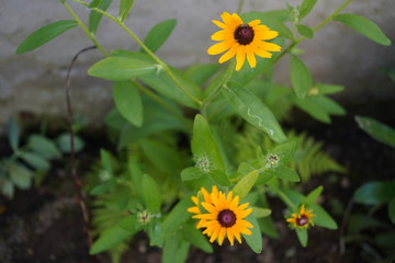 yellow flowers