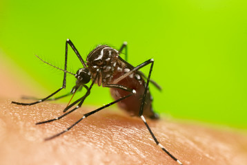 Aedes aegypti Mosquito. Close up a Mosquito sucking human blood