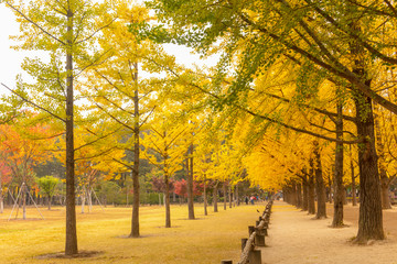  Autumn in Nami island South Korea