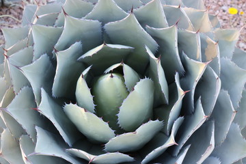 Obraz premium flower of cactus