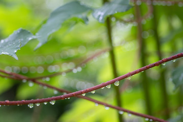 Close up of rain drops on brunch with fresh green copyspace