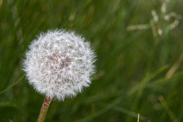dandelion closeup with grass outdoors