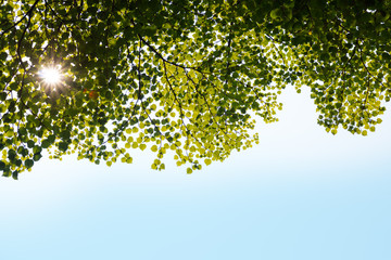 Green leaves background