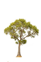 Fototapeta na wymiar Collection of isolated tree on white background