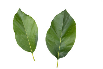 Obraz premium leaves of avocado isolated