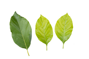 leaves of avocado isolated