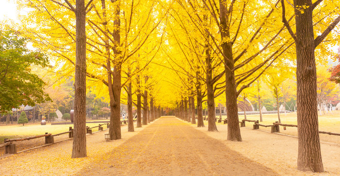 Autumn in Nami island South Korea