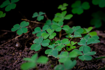 Green clover leaf isolated on white background. with three-leaved shamrocks. St. Patrick's day holiday symbol.