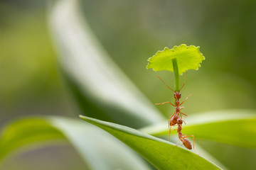 Ant action standing.Ant carry umbrella for protection,Concept team work together protection