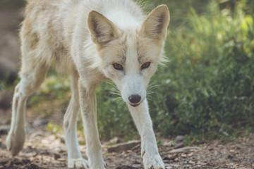 Young Fox (Vulpes) with white fur and gold eyes trotting along trail