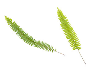 Phymatosorus scolopendria commonly called monarch fern isolated on white background.