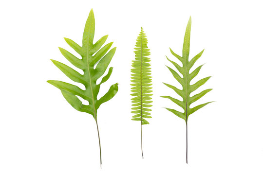 Phymatosorus scolopendria commonly called monarch fern isolated on white background.