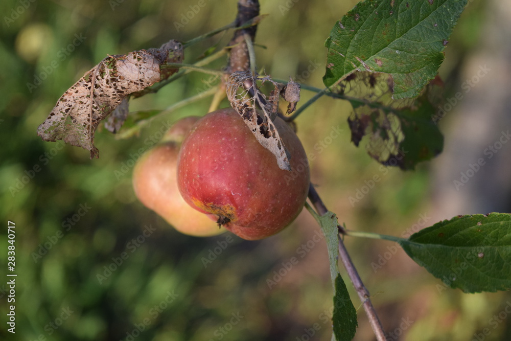 Sticker Orchard Apple