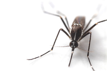 Aedes albopictus Mosquito. Super macro close up a Mosquito