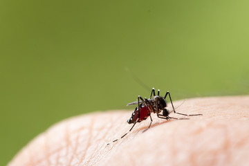 Aedes albopictus Mosquito. Super macro close up a Mosquito sucking human blood,