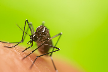 Aedes aegypti Mosquito. Close up a Mosquito sucking human blood