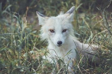 Young Fox (Vulpes) with white fur and gold eyes in grass