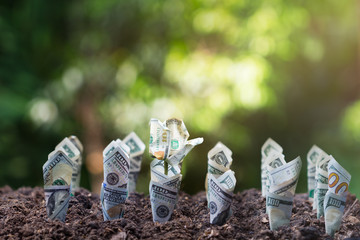 Dollar bill plant growth from ground.Concept of money tree growing from American dollars