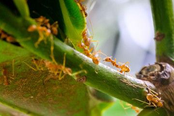 Ant action standing, Ant bridge unity team, Concept team work together, Closeup nature view of green leaf on blurred greenery background in garden.