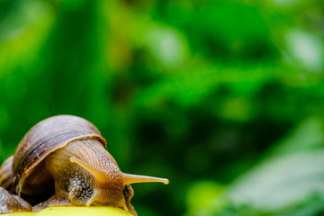 Big snail in shell crawling on road, summer day in garden, A common garden snail climbing on a stump, edible snail or escargot, is a species of large, edible, air-breathing land.