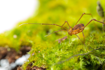Macro close up of Harvestmen (harvester, daddy long leg) spider.