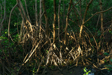 Mangrove forest with the roots, green leaves, water reflection and sun light