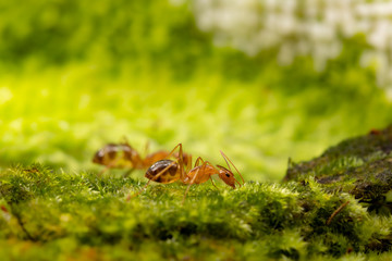Anoplolepis gracilipes, yellow crazy ants, on mos plant,Concept for natural background