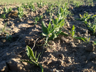 Planting of the pea seeds. Spanish countryside. Outdoor. Farming industry. Brown and green. Legumes. Young plants growing healthy under the sun's rays. Peas plantation in full transformation and growt