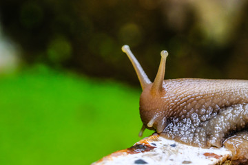 Big snail in shell crawling on road, summer day in garden, A common garden snail climbing on a stump, edible snail or escargot, is a species of large, edible, air-breathing land.
