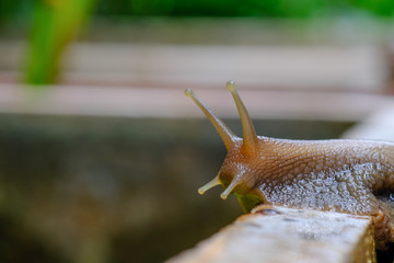 Big snail in shell crawling on road, summer day in garden, A common garden snail climbing on a stump, edible snail or escargot, is a species of large, edible, air-breathing land.