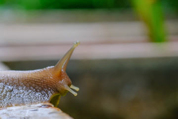 Big snail in shell crawling on road, summer day in garden, A common garden snail climbing on a stump, edible snail or escargot, is a species of large, edible, air-breathing land.