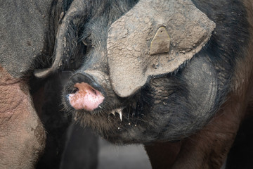 portrait of dirty cute pig eating with big ears covering his head, looking sad