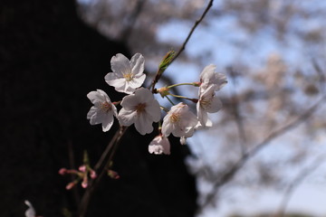 japanese cherry [Sakura]