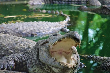 crocodile with open mouth