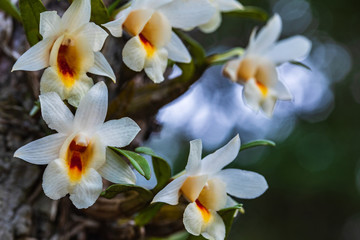 Dendrobium fuerstenbergianum Schltr., Beautiful rare wild orchids in tropical forest of Thailand.