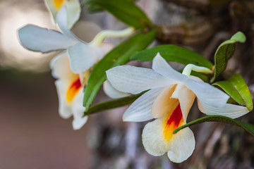 Dendrobium fuerstenbergianum Schltr., Beautiful rare wild orchids in tropical forest of Thailand.