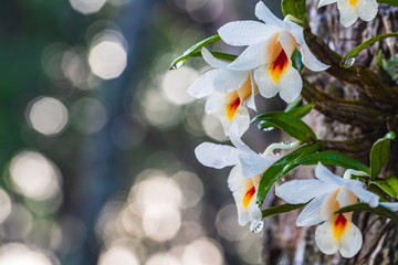 Dendrobium fuerstenbergianum Schltr., Beautiful rare wild orchids in tropical forest of Thailand.