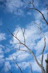 Fototapeta na wymiar dead tree bent in blue sky.