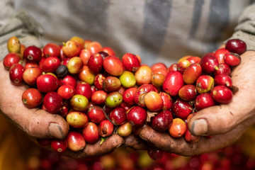 Caf&eacute; siempre caf&eacute; !