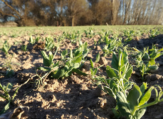 Naklejka premium Peas plantation. Spanish countryside. Farming industry. Legumes, young plants growing healthy under the sun's rays. Plant in full expansion, transformation and growth.