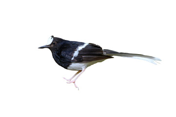 White-crowned Forktail  isolated on white background