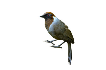 White-necked Laughingthrush isolated on white background