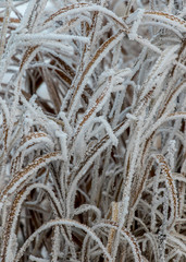 beautiful frost on a cold winters morning. It makes this grass like a frozen wonder land.