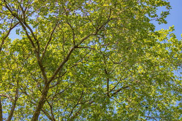 Fototapeta premium Green leaves on tree