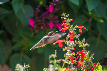 Ruby-throated hummingbird at salvia plant